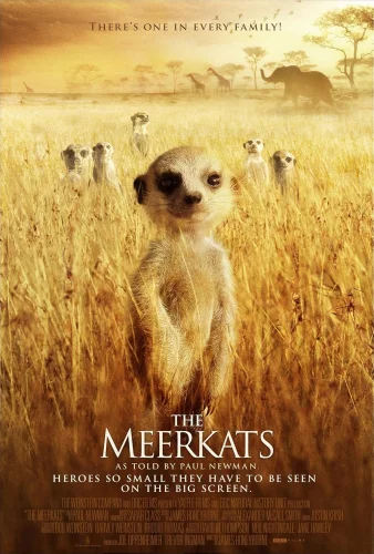 The Meerkats 2008